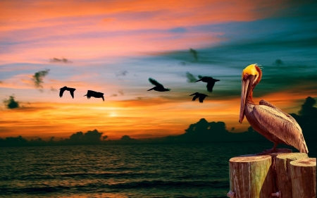 Pelicans in Sunset - pelicans, sunset, animals, birds