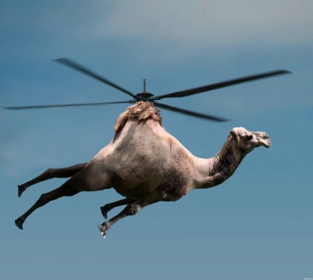 Flying Camel - animal, sky, camel, flyiing