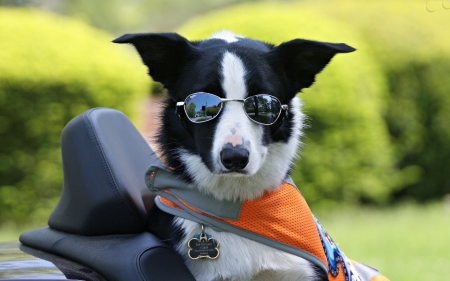 Funny Dog - waistcoat, puppy, glasses, dog, animal, funny