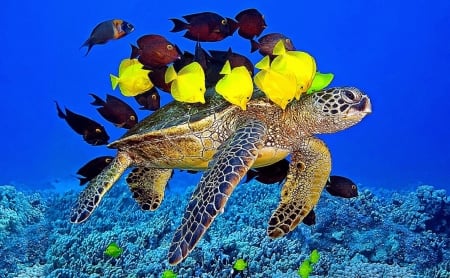 Underwater Turtle - water, turtle, yellow, fishes