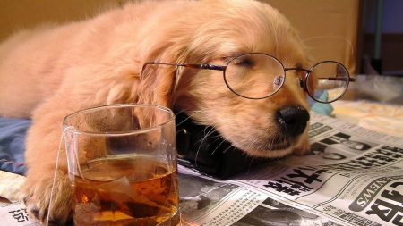 Drunken Dog - Dog, Glass, Eyeglasses, Wine