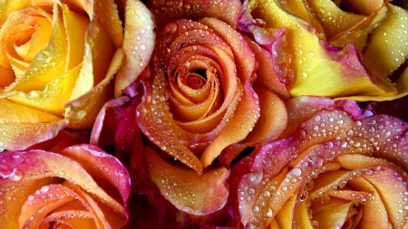 Roses background - pretty, roses, background, beautiful, wet, lovely, drops