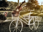 Violin in Bicycle Basket 