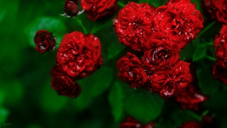 Red roses - roses, beautiful, fragrance, drops, wet, petals, leaves, flowers, scent, red