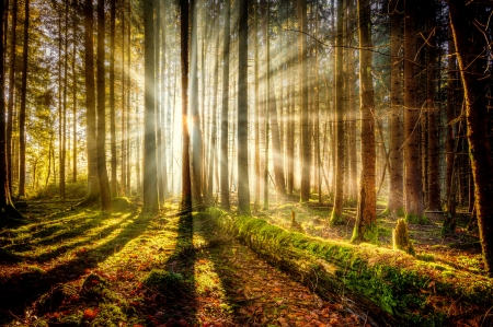 Forest sunlight - morning, rays, sunshine, trees, sunlight, summer, glow, forest, beautiful