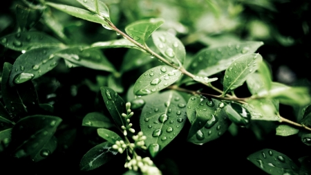 Drops - nature, water drops, rain, rain drops, leaves