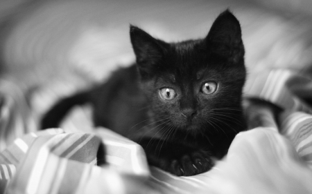 black kitten