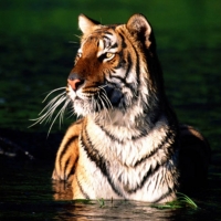 tiger