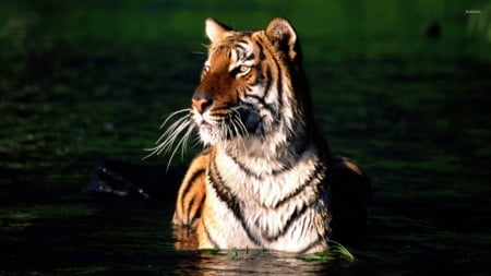 tiger - feline, water, tiger, cat