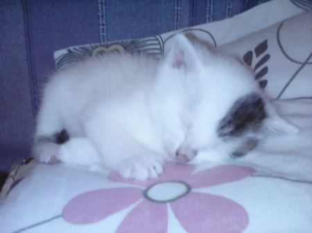 sleeping kitten - cute, sleep, lovely, kitten