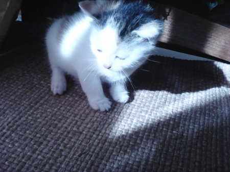 kitten on the chair - cute, cats, kitten, sweet