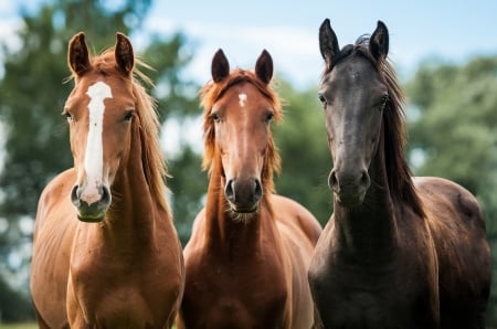 Friends - dog, friends, friendship, trio, horse