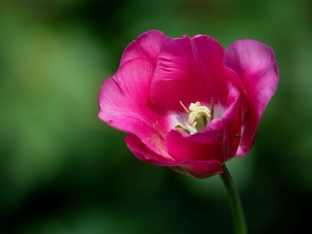 Tulip - flower, pink, tulip, spring, green