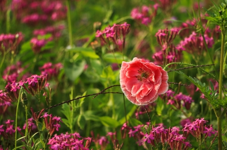 Poppy - red, flower, pink, field, poppy, green