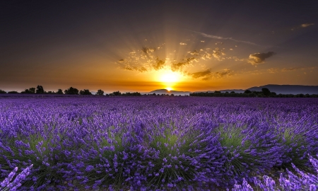 Purple at sunset - purple, sunset, flower, sun