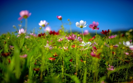 Summer Field - blossoms, plants, petals, cosmea