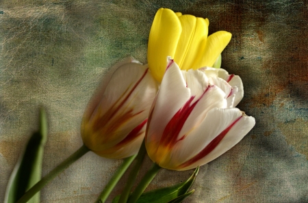 Tulips - colors, tulip, amazing, flower