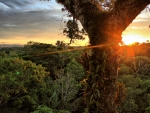 Amazon Rain Forest, Ecuador