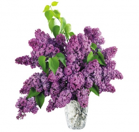 vase of purple lilacs - lilacs, purple, flowers, still life, vase