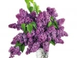 vase of purple lilacs