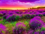 Purple spring sunset