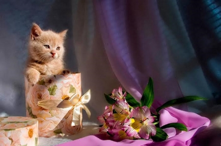 cute ginger kitten - animals, cats, cute, kitten, ginger