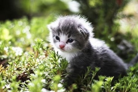 first step in the garden - first step, kitten, garden, cute, cats, animals