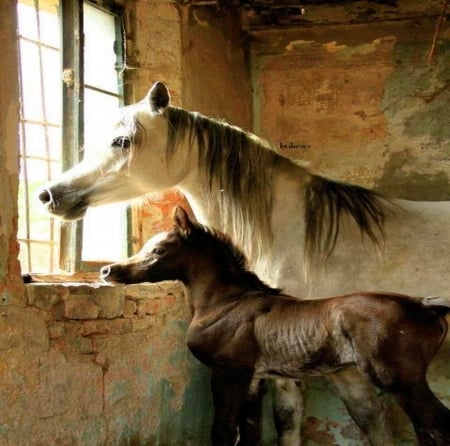 Waiting - window, mare, horse, colt