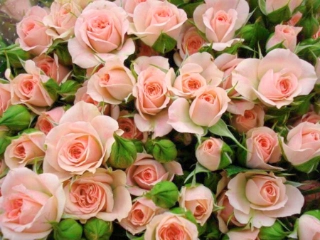 Pink beauties - flowers, roses, pink, beauty