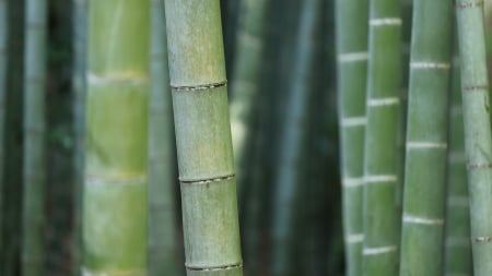 Bamboo - nature, close up, trees, green, bamboo