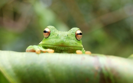 green frog - frog, leaf, amphibian, green