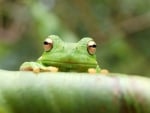 green frog