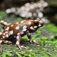 maranon poison frog