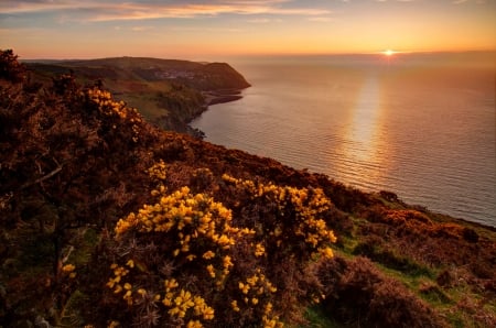 Coastal sunrise - rays, sky, wildflowes, water, coast, glow, view, amazing, reflection, beautiful, sea, sunrise