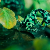 poison dart frogs