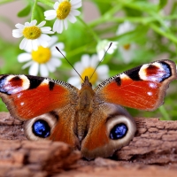 Peacock butterfly