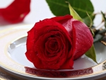 Rose in the plate