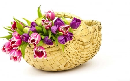 Beautiful Tulips - Tulips, Plants, Basket, Flowers