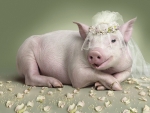 Piggy Bride :)