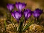 Crocuses