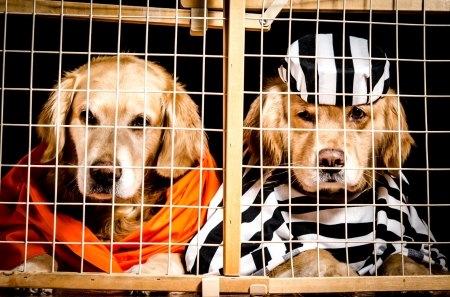 Bad dogs - hat, dog, orange, golden retriever, black, white, jail, funny, situation, caine, couple