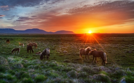 Icelandic Horses - clouds, landscape, colors, iceland, sun, sky