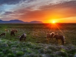 Icelandic Horses