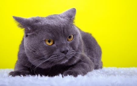 Cat - grey, white, animal, pisica, yellow, cat