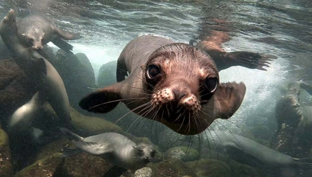 Here's looking a you - close up, seal, galapagos islads, underwater