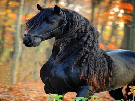 STALLION - black, beauty, stallion, horse