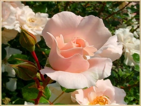 Pink beauty - garden, flower, pink, rose