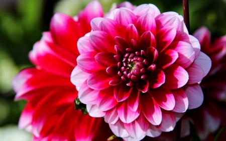 DAHLIA - leaves, petals, pink, green