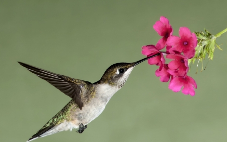 HUMMINGBIRD - Petals, Wings, Flowers, Beak