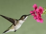 HUMMINGBIRD